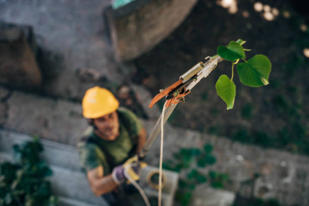 How Our Tree Care Process Works  in Kissimmee, FL